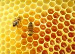 ЕС гласува забраната на пестицидите, които убиват пчелите