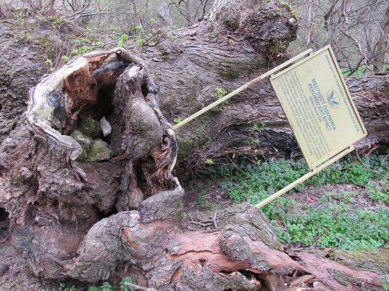 Изкорененото 700-годишно дърво на желанията. Снимка БГНЕС