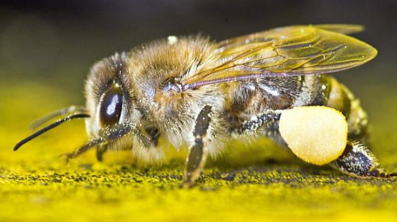 Държавата с програма за подпомагане на пчеларите