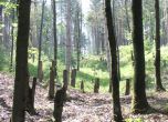 Изсечената гора над Владая. Снимки: vidrica.blog.bg