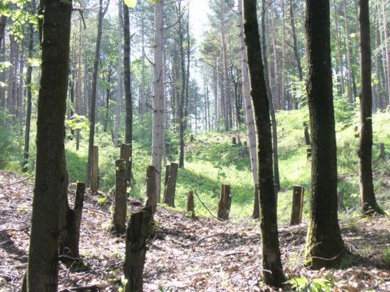 Цигани унищожават гората над Владая