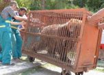 Българска мечка емигрира в Холандия