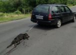 „Четири лапи“ иска наказания заради убитото куче от Тополово