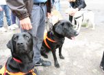 Кучета-водачи на слепи. Снимка: Сергей Антонов