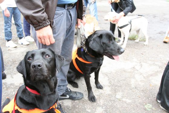 Кучета-водачи на слепи. Снимка: Сергей Антонов