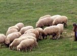 Овчар се загуби в Балкана, Снимка: БГНЕС