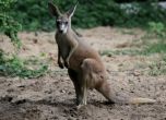 Гладно кенгуру опоска черешова градина край с. Брестник