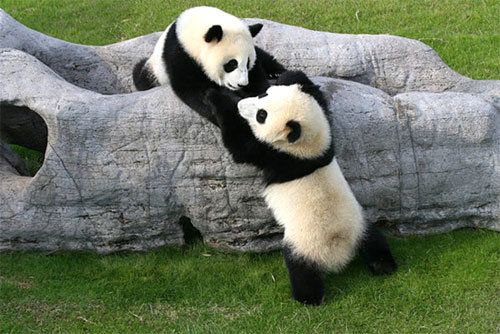 Панда роди близнаци в зоопарка в Атланта