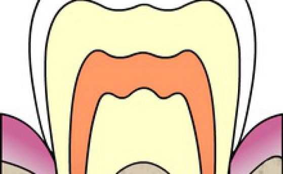 Учени откриха как да правят зъби от... урина