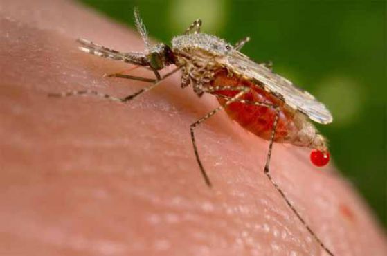 Учени откриха ваксина против малария