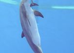 Делфин помага на новороденото си за първата глътка въздух (видео)