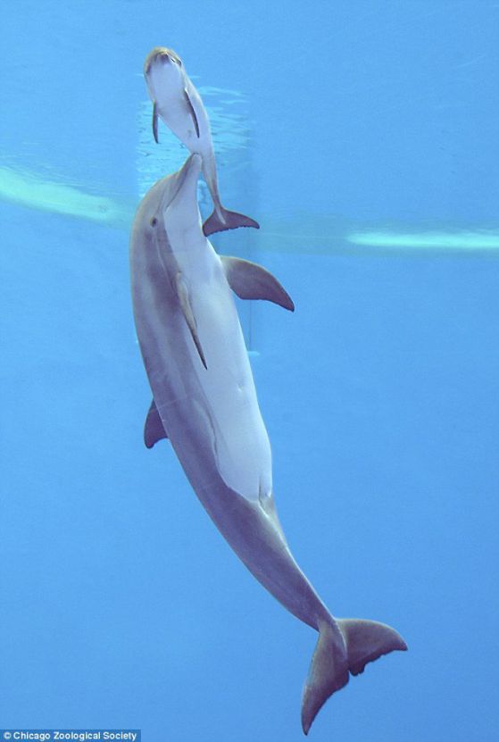 Скандалът с броенето на делфини в Черно море излезе черен пиар