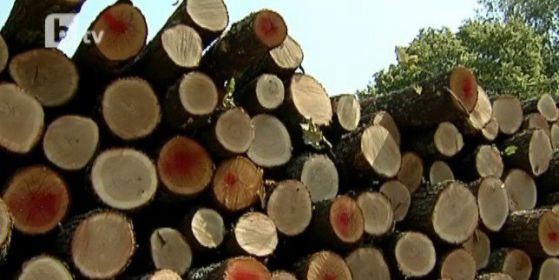Експерти виждат предпоставка за корупция и кражби в промените на Закона за горите, подготвени от БСП.