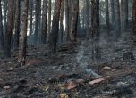 Пожарът край София е овладян, останаха малки огнища (снимки и видео)