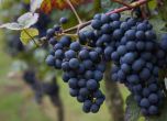 Лозари ще унищожат тонове грозде в знак на протест