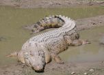 крокодил, Снимка: Уикипедия