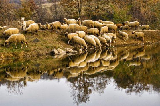 Цяло село под карантина заради Антракс