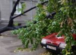 Дърво рухна върху кола и бус в центъра на Варна 