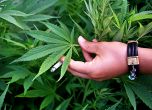 Румъния легализира медицинската марихуана