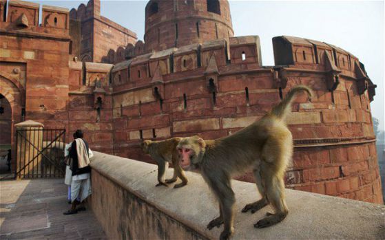 Индия ще кастрира маймунки
