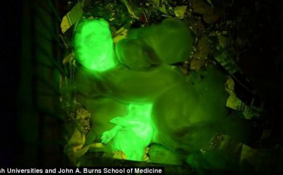 Учени създадоха светещи в тъмното прасенца
