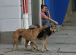 Бездомни кучета от съседните области се превозват нелегално в Силистренско