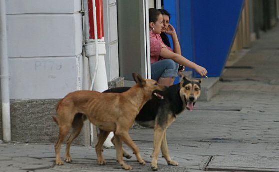 Бездомни кучета от съседните области се превозват нелегално в Силистренско