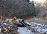 Ловят мечки  на Витоша с убити бездомни кучета за стръв (снимки)