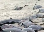 Делфини се самоубиха в Нова Зеландия