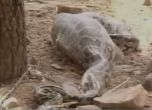 Питон глътна цял елен в зоопарк (видео)