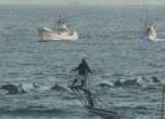 Над 200 делфина ще умрат до часове заради японска традиция (видео)
