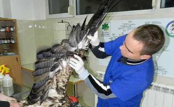 Раненият царски орел Снимка: Зелени Балкани