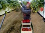 Търсят се берачи на ягоди за Испания срещу 38 евро на ден