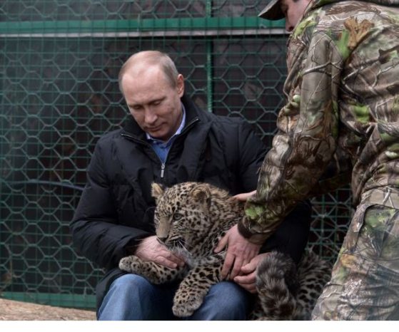 Владимир Путин гали леопард в развъдника за леопарди в Сочи.