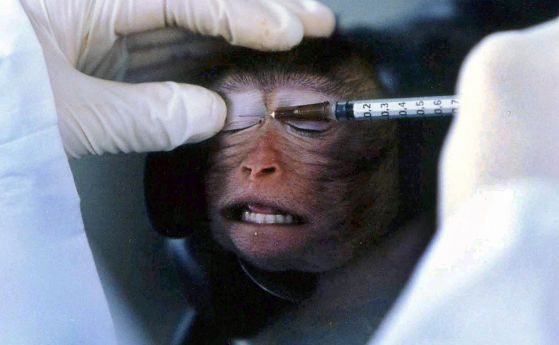 Индия и Сао Пауло забраниха тестовете върху животни