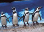 Пингвини се депресираха от лошото време на Острова 