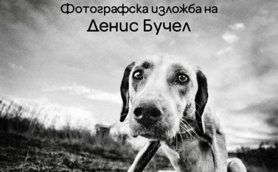 Благотворителна изложба „Кучешки живот“