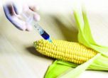 ЕС може да разреши американска ГМО царевица