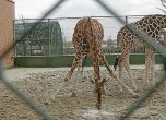 Жирафите в зоопарк Jyllands Park