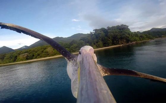 Преживейте първия полет на пеликан над Танзания (видео)