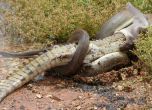 Змия погълна огромен крокодил (видео)