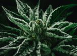 Колорадо събра $2 млн. данъци от продажба на легализирана марихуана 