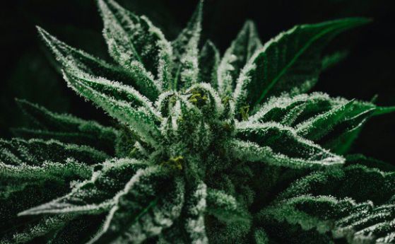 Колорадо събра $2 млн. данъци от продажба на легализирана марихуана 