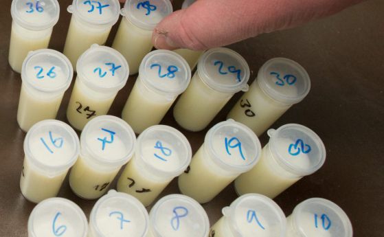 Експертиза: В млякото е имало отрова за мишки
