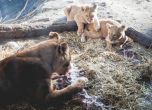 Зоопаркът, умъртвил жирафче, уби четири здрави лъва