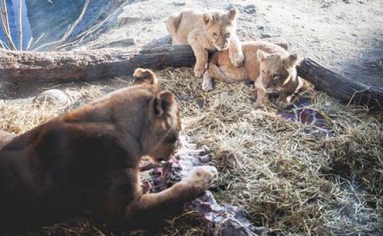 Зоопаркът, умъртвил жирафче, уби четири здрави лъва