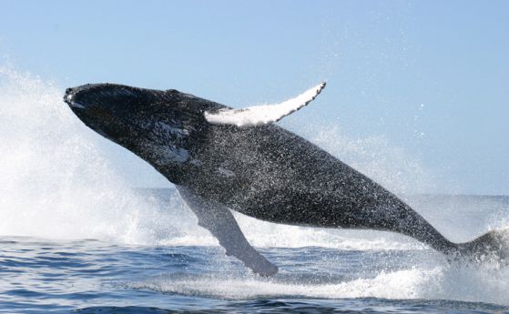 ООН нареди на Япония да спре лова на китове в Антарктика