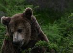 Еколози намериха нов дом за мечката Меца