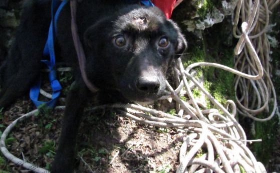 Селяни изхвърлиха 4 кучета в пропаст, пещерняци ги извадиха (видео)