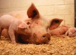 Фонд "Земеделие" отпуска 40 милиона за щастливи кокошки и свине